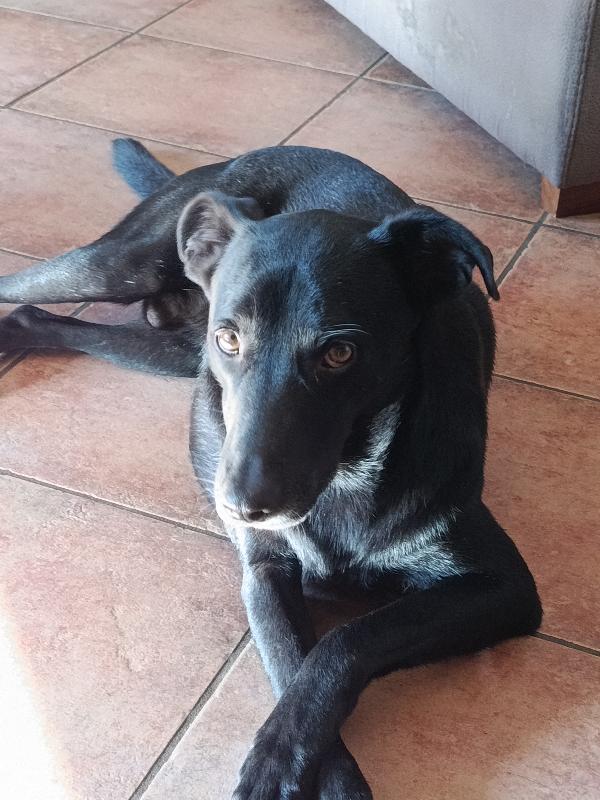 “Rames, Il Cucciolo Salvato Da Biagio: Ora Sogna Una Casa Per Sempre”